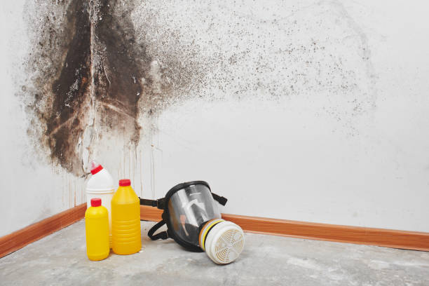 Best Basement Mold Remediation in Shoreline, WA