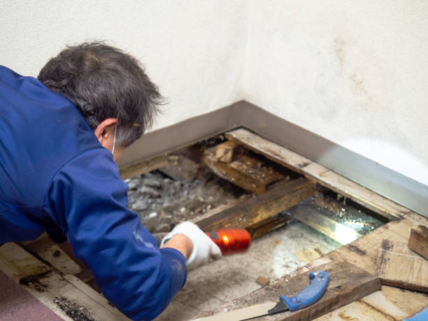 Best Mold Testing and Inspection Services in Shoreline, WA