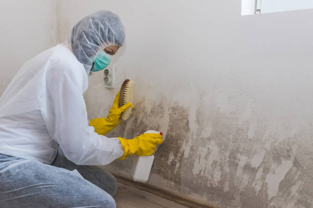 Best Emergency Mold Remediation in Shoreline, WA