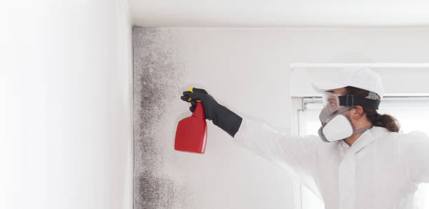 Best Black Mold Remediation in Shoreline, WA