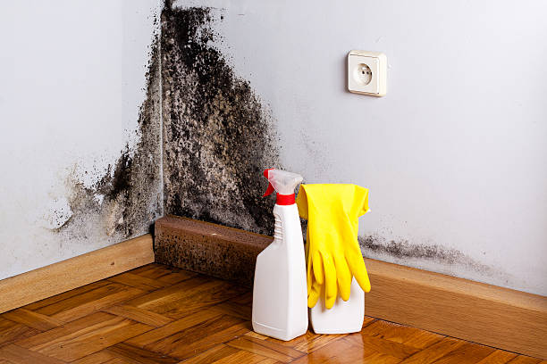 Best Insurance-Related Mold Remediation in Shoreline, WA