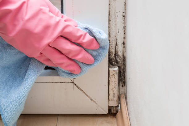 Best Commercial Mold Remediation in Shoreline, WA