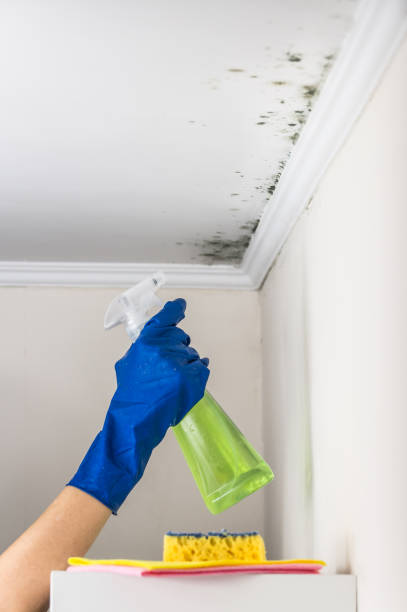 Best Residential Mold Remediation in Shoreline, WA